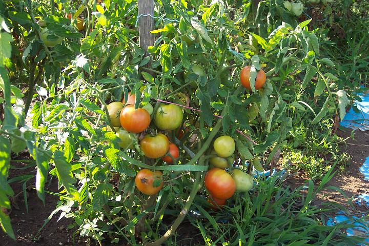 My tomatoes 106.jpg